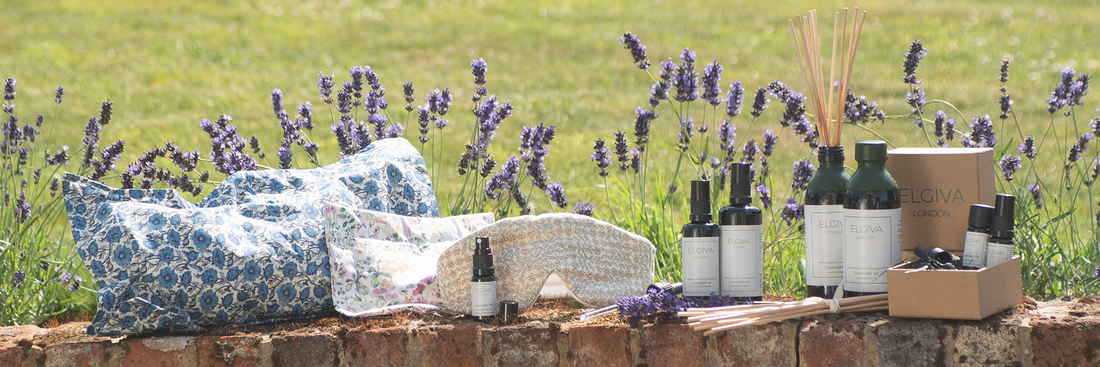 Elgiva London lavender essential oil bottles from 10ml to 250ml, with lavender sachets and a gift box, on a garden wall in front of a lavender field