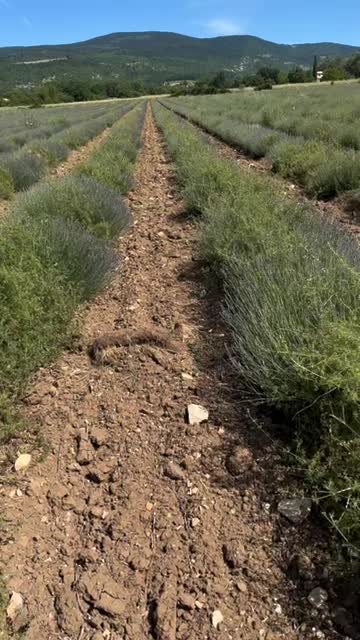 Will I Have to Re-think Elgiva? What This Summer's Drought Is Doing to Lavender